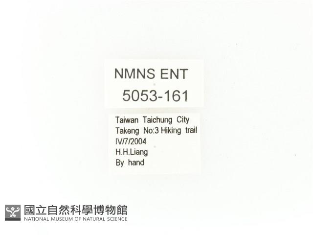 臺灣角金龜藏品圖，第2張