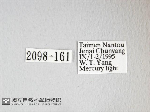 圓翅大鉤蛾藏品圖，第3張