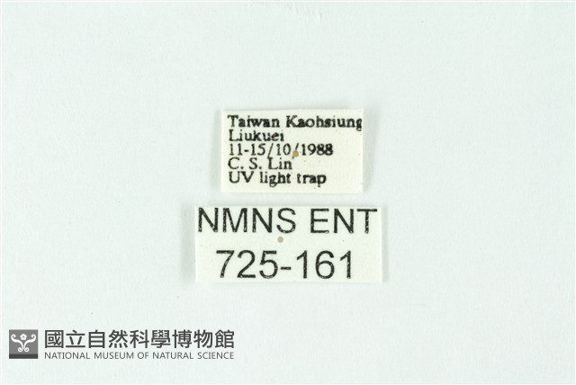 三色豔苔蛾藏品圖，第3張