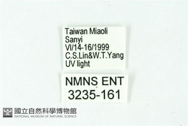 三條橙燈蛾藏品圖，第3張