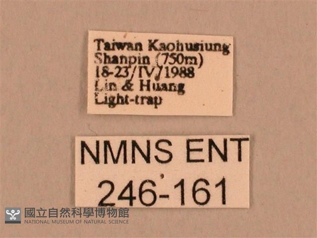 棕綠背線天蛾藏品圖，第3張