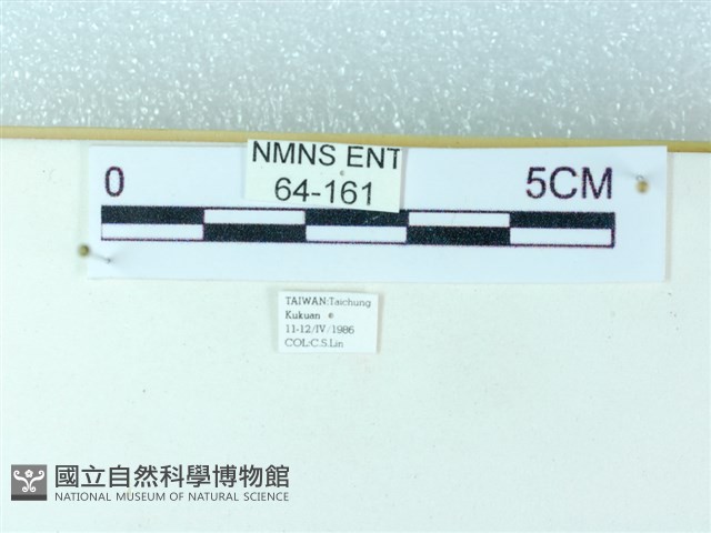 粉蝶燈蛾藏品圖，第3張