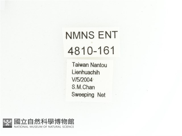 艷金龜藏品圖，第2張