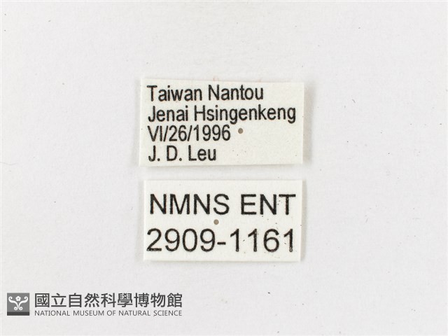 黃斑蔭眼蝶藏品圖，第3張