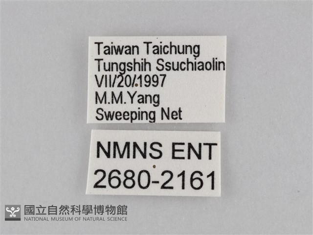 密紋波眼蝶藏品圖，第3張
