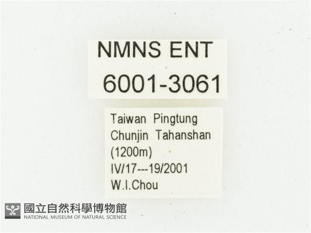 血紅虎斑花金龜藏品圖，第2張