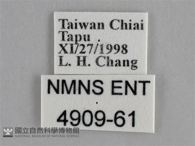 纖粉蝶、黑點粉蝶藏品圖，第3張