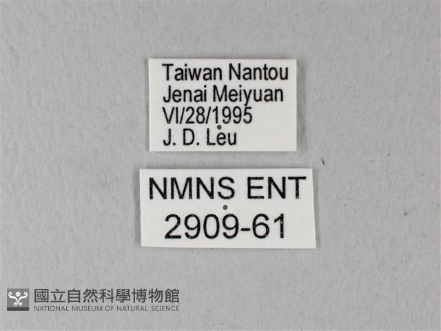 異粉蝶、雌白黃蝶藏品圖，第3張