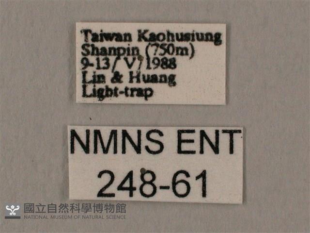 斜線天蛾藏品圖，第3張