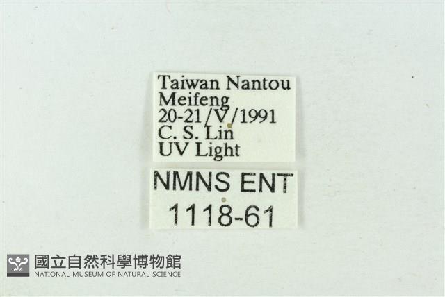 臺雪苔蛾藏品圖，第3張