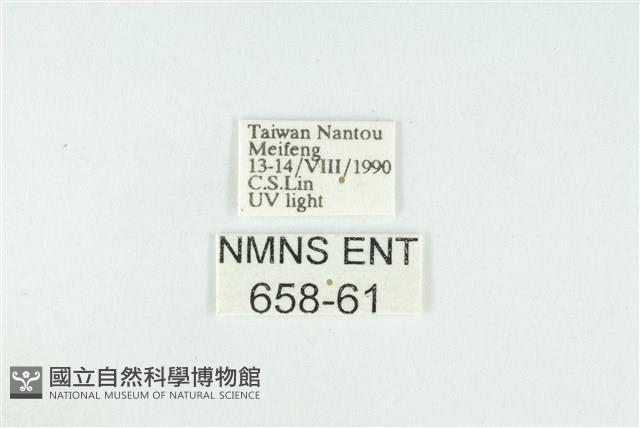 寬紋黃毒蛾藏品圖，第3張