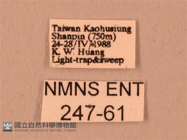 波紋豆天蛾藏品圖，第3張