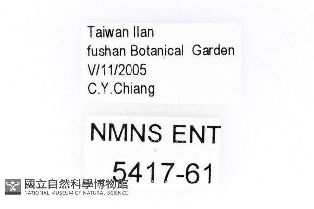蓬萊短角窗螢藏品圖，第3張
