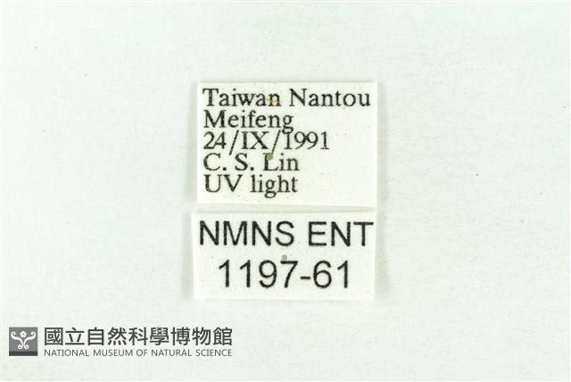 樹形尺蛾藏品圖，第3張