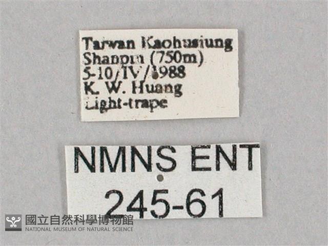 斜綠天蛾藏品圖，第3張