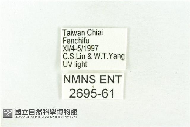 樹形尺蛾藏品圖，第3張