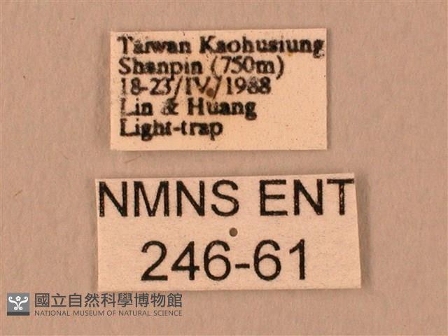 波紋豆天蛾藏品圖，第3張