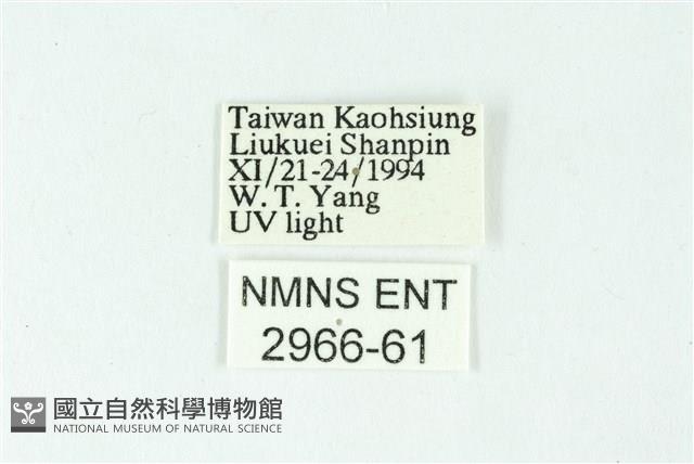 三色豔苔蛾藏品圖，第3張