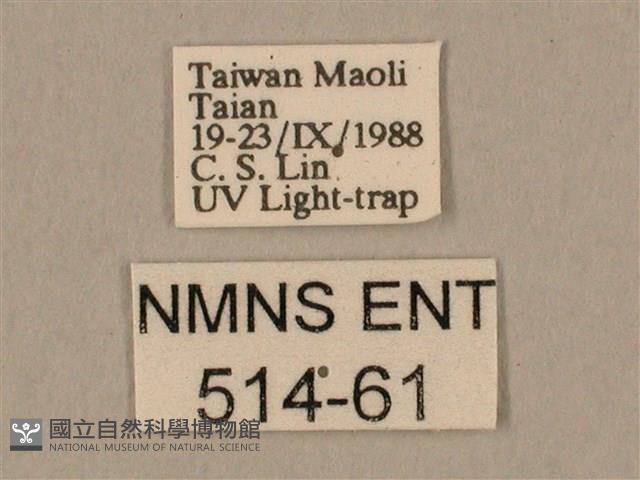 棕綠背線天蛾藏品圖，第3張