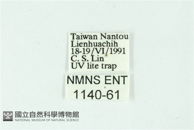 三條橙燈蛾藏品圖，第3張