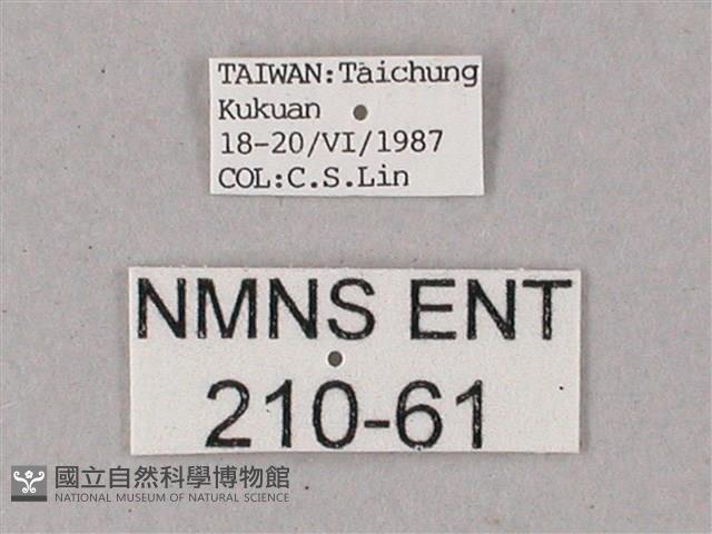 雙斑白肩天蛾藏品圖，第3張