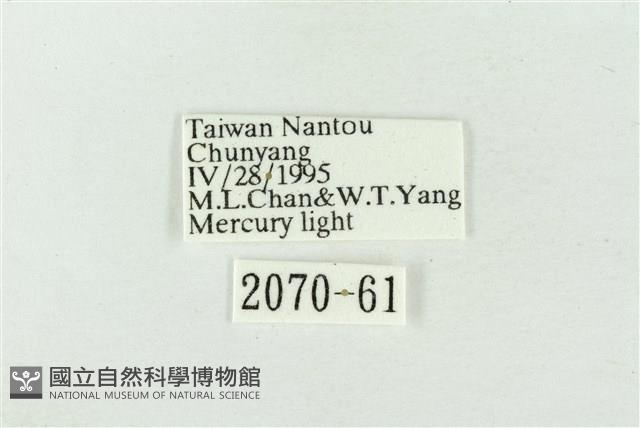 印華波紋蛾藏品圖，第3張