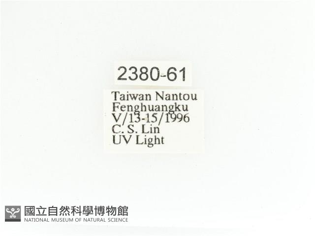 艷金龜藏品圖，第2張