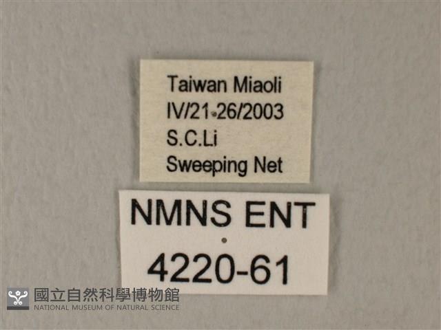 白粉蝶、紋白蝶藏品圖，第3張