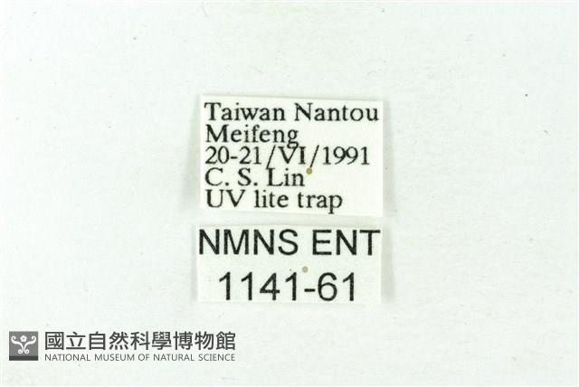 赭新污燈蛾藏品圖，第3張