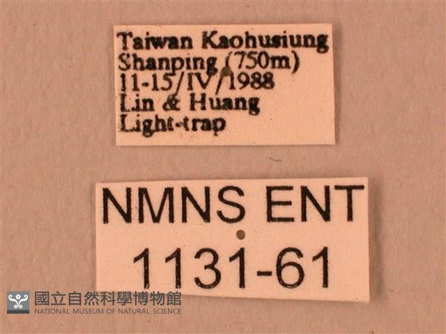 暗綠白腰天蛾藏品圖，第3張