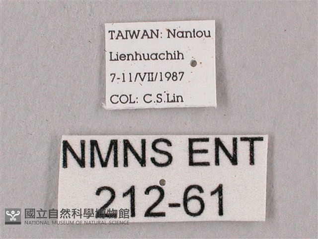 桃紅六點天蛾藏品圖，第3張