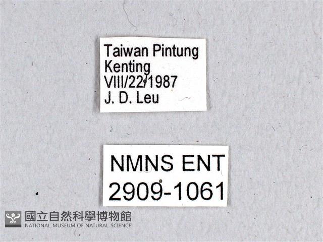 翠斑青鳳蝶藏品圖，第3張