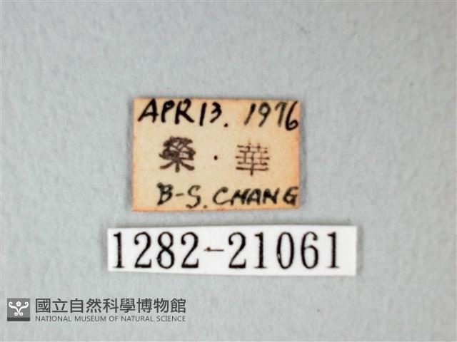 細邊琉灰蝶藏品圖，第3張