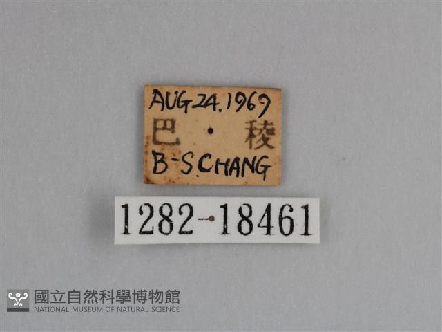 豔粉蝶藏品圖，第3張