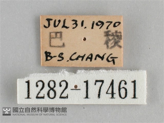青眼蛺蝶、孔雀青蛺蝶藏品圖，第3張