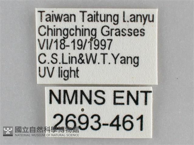 雙黃條天蛾藏品圖，第3張