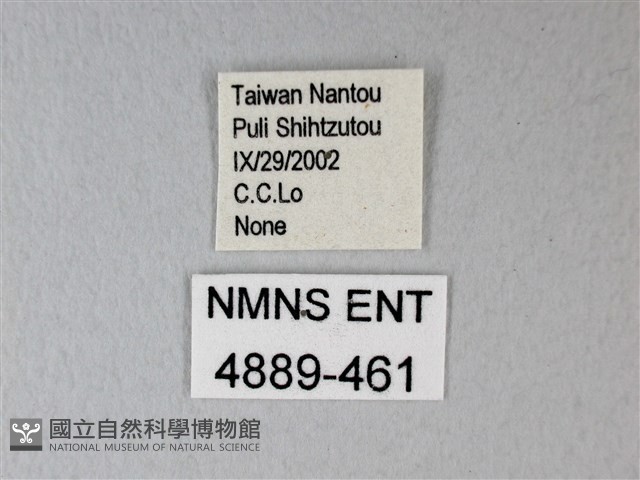 隱錨紋蛾藏品圖，第3張
