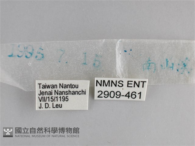 藍紋鋸眼蝶藏品圖，第3張