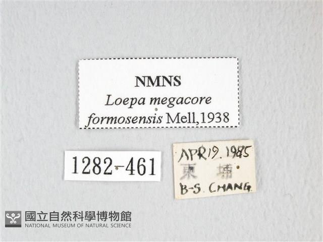 黃豹天蠶蛾藏品圖，第3張