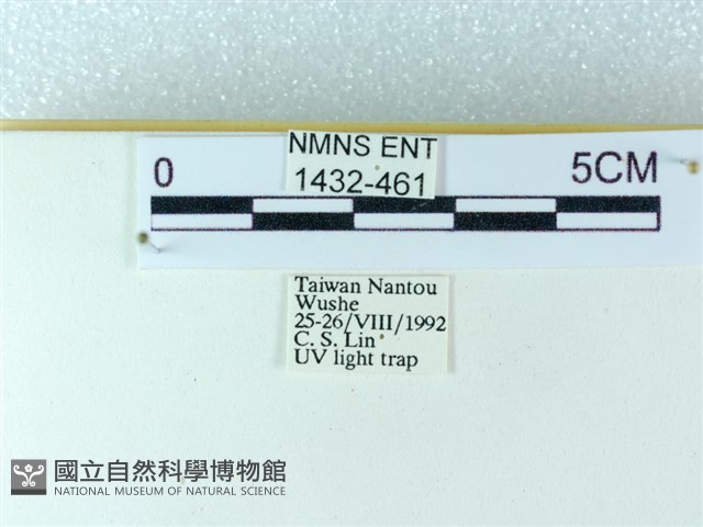 粉蝶燈蛾藏品圖，第3張