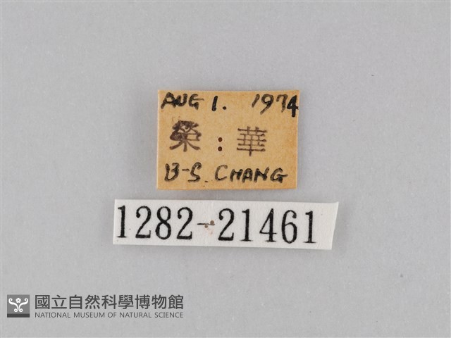 小波眼蝶藏品圖，第3張