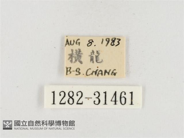 小白紋毒蛾藏品圖，第3張