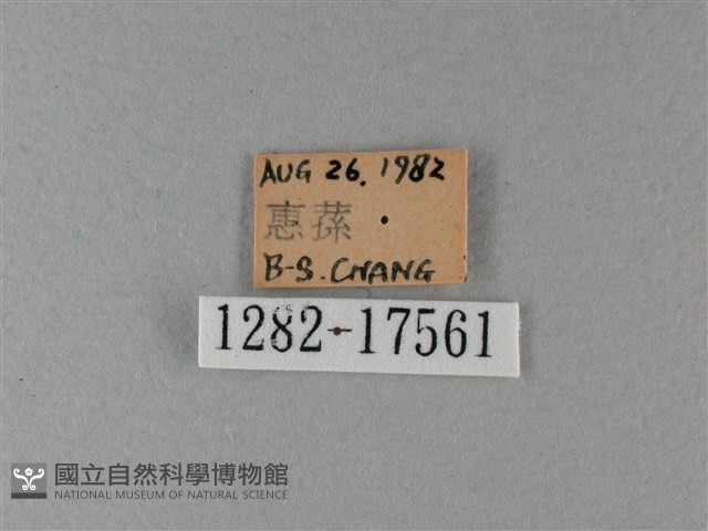 異紋帶蛺蝶藏品圖，第3張