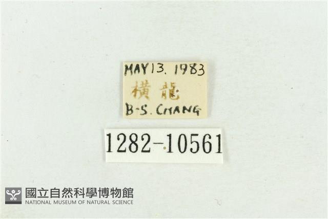 臺灣斑蕊夜蛾藏品圖，第3張