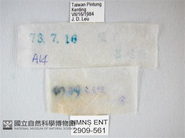 綠灰蝶埔里亞種藏品圖，第3張