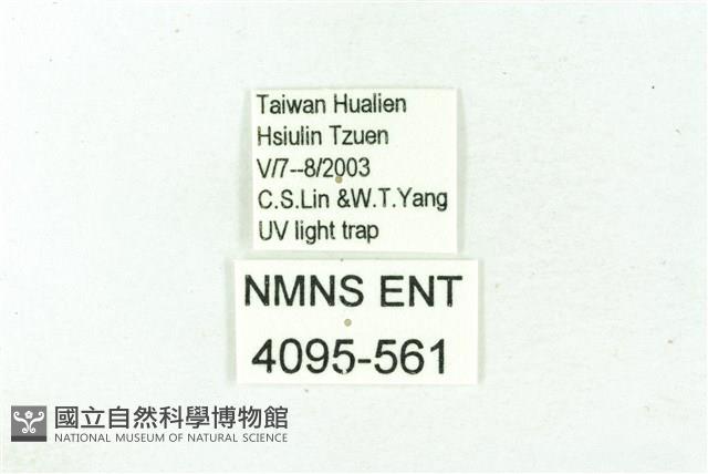 臺雪苔蛾藏品圖，第3張