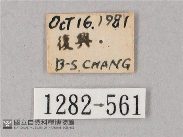 雙斑白肩天蛾藏品圖，第3張