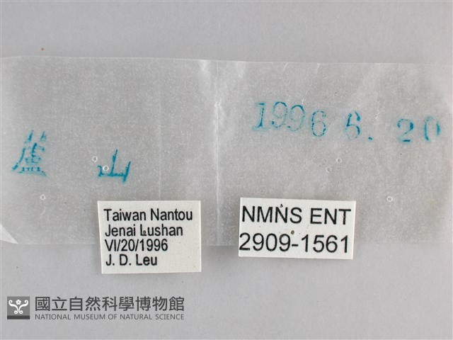大幽眼蝶藏品圖，第3張