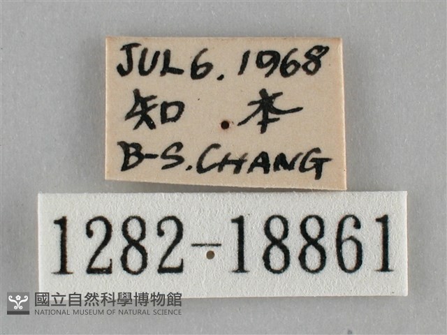 纖粉蝶藏品圖，第3張