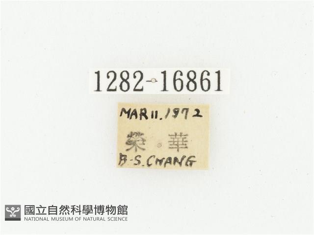 灰斑擬黑花金龜藏品圖，第2張